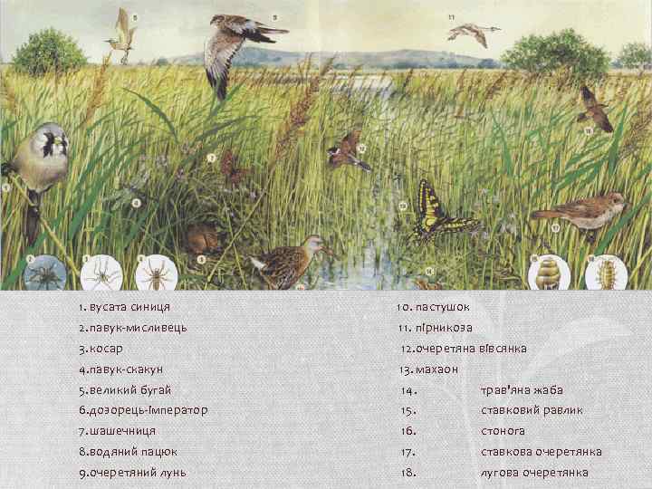 1. вусата синиця 10. пастушок 2. павук-мисливець 11. пірникоза 3. косар 12. очеретяна вівсянка