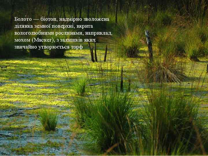 Боло то — біотоп, надмірно зволожена ділянка земної поверхні, вкрита вологолюбними рослинами, наприклад, мохом