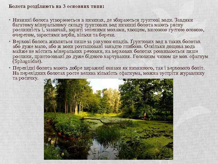 Болота розділяють на 3 основних типи: • Низинні болота утворюються в низинах, де збираються