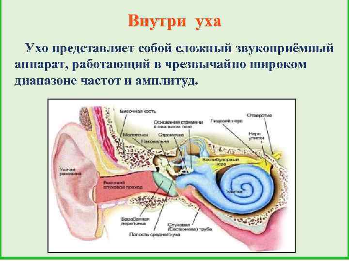 Внутри уха Ухо представляет собой сложный звукоприёмный аппарат, работающий в чрезвычайно широком диапазоне частот