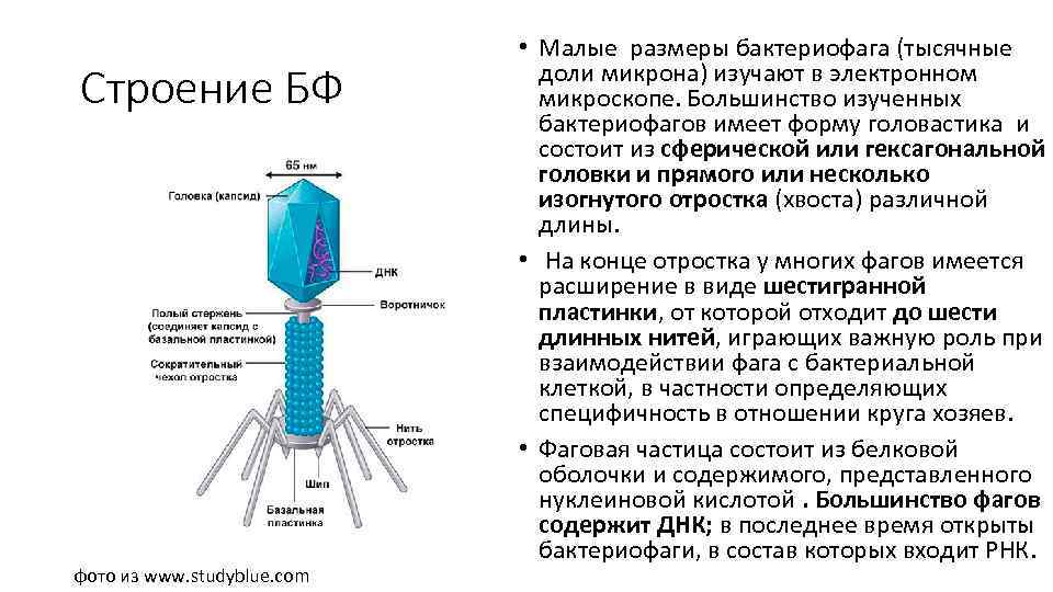 Бактериофаг строение