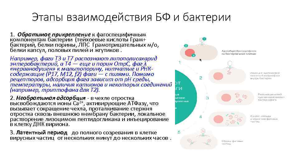 Этапы взаимодействия БФ и бактерии 1. Обратимое прикрепление к фагоспецифичным компонентам бактерии (тейхоевые кислоты