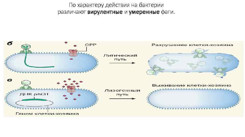 Цикл бактерии. Жизненный цикл бактериофагов микробиология. Схема репродукции бактериофагов вирусология. Профаги это микробиология. Репродукция вирулентного и умеренного бактериофага.