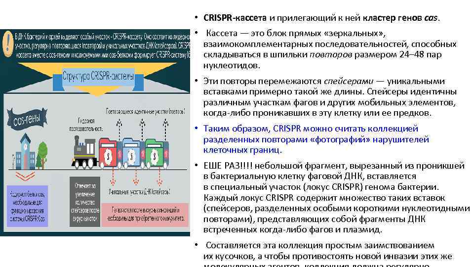  • CRISPR-кассета и прилегающий к ней кластер генов cas. • Кассета — это