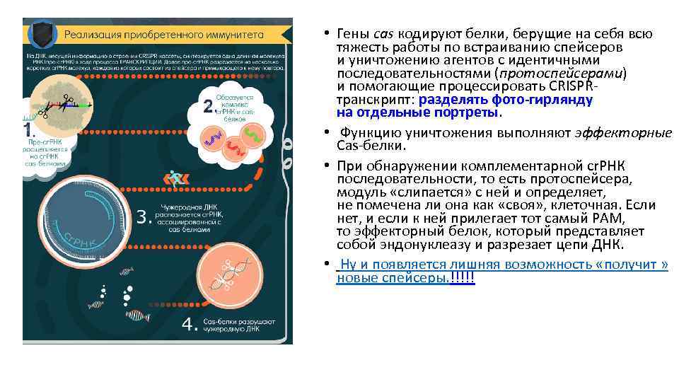  • Гены cas кодируют белки, берущие на себя всю тяжесть работы по встраиванию