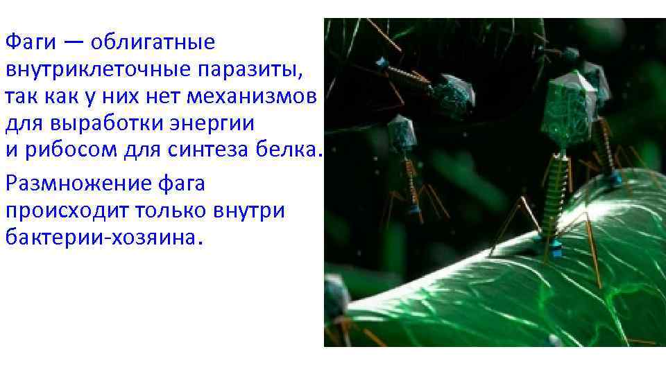 Фаги — облигатные внутриклеточные паразиты, так как у них нет механизмов для выработки энергии