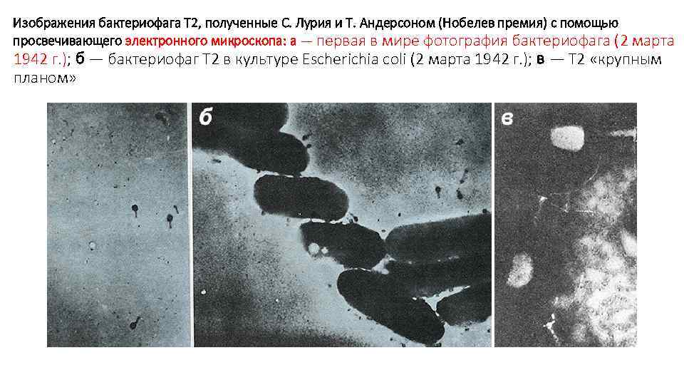 Изображения бактериофага Т 2, полученные С. Лурия и Т. Андерсоном (Нобелев премия) с помощью