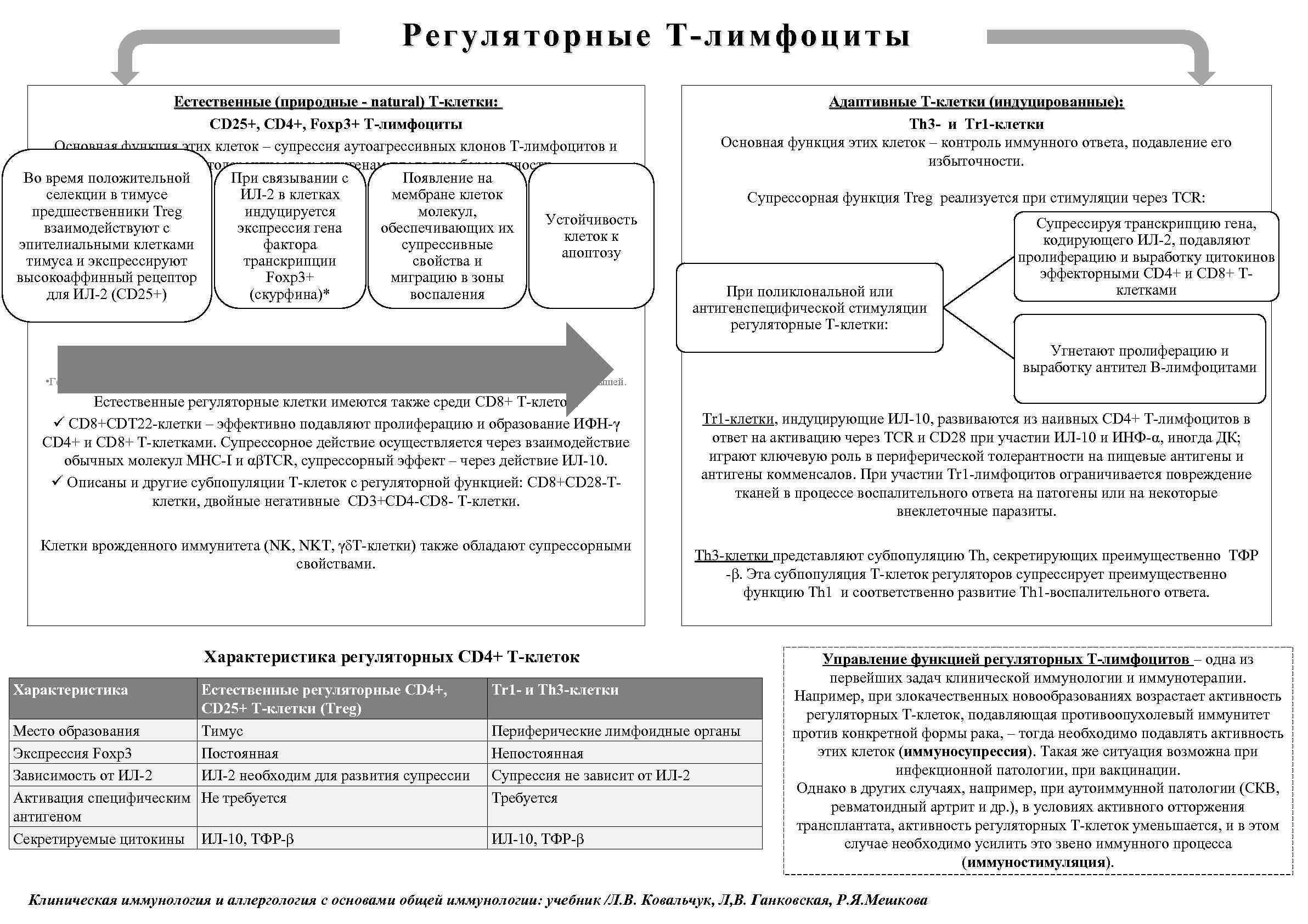 Регул ято рн ые Т-лимфоц иты ятор ны е Т-лим фоциты Естественные (природные -