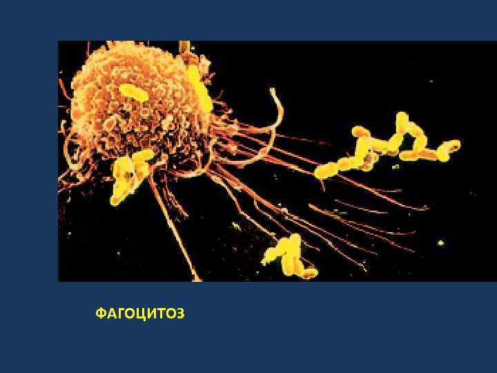 ФАГОЦИТОЗ 