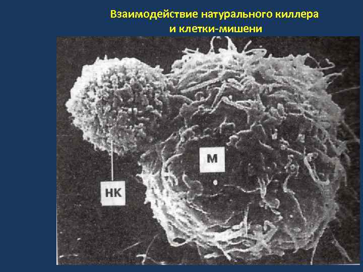 Взаимодействие натурального киллера и клетки-мишени 