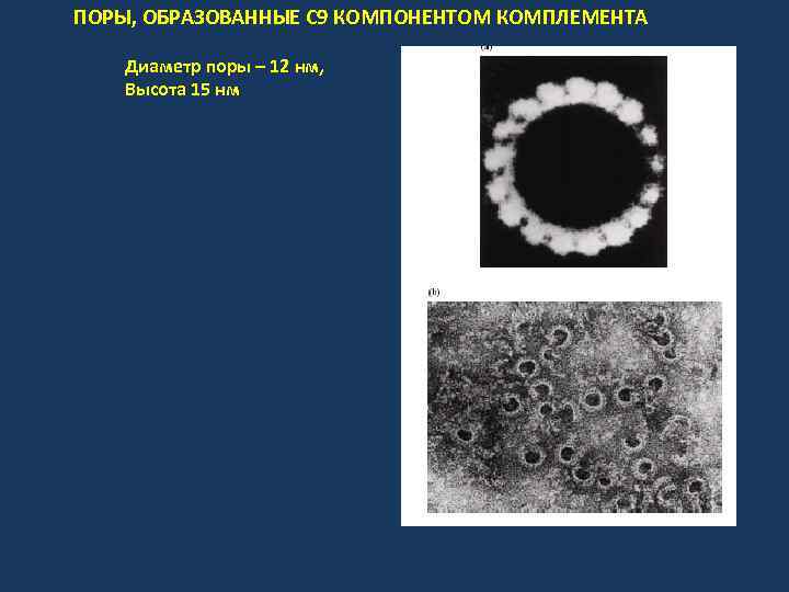 ПОРЫ, ОБРАЗОВАННЫЕ С 9 КОМПОНЕНТОМ КОМПЛЕМЕНТА Диаметр поры – 12 нм, Высота 15 нм