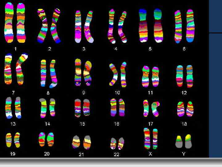 What is Molecular Cytogenetics ? Thomas Liehr 