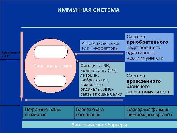 ИММУННАЯ СИСТЕМА Чужеродный агент АГ-специфические или Т-эффекторы 3 -4 сут. -1 мес. Очаг воспаления