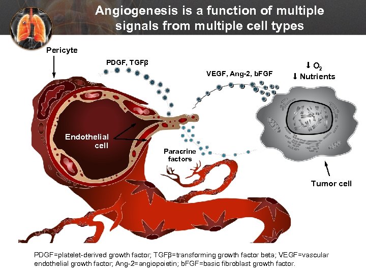 Angiogenesis is a function of multiple signals from multiple cell types Pericyte PDGF, TGFβ