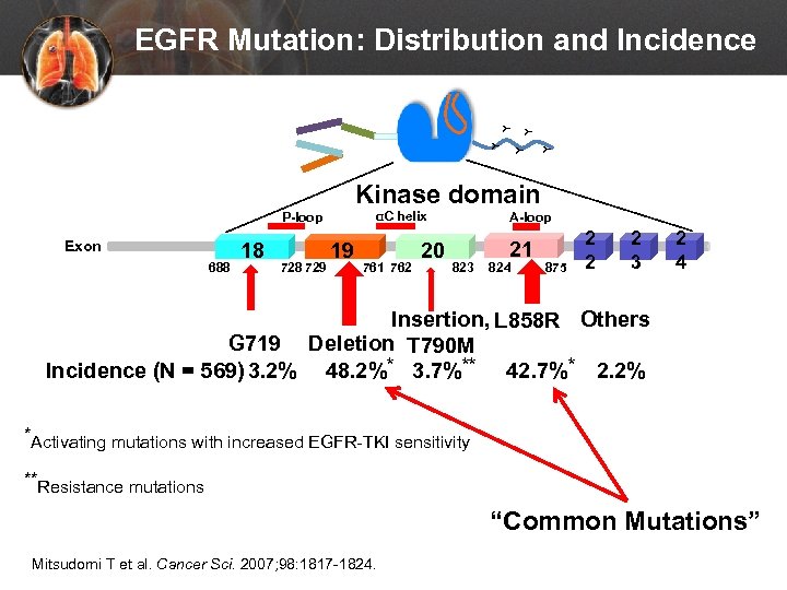 Y Y Y EGFR Mutation: Distribution and Incidence Kinase domain αC helix P-loop Exon