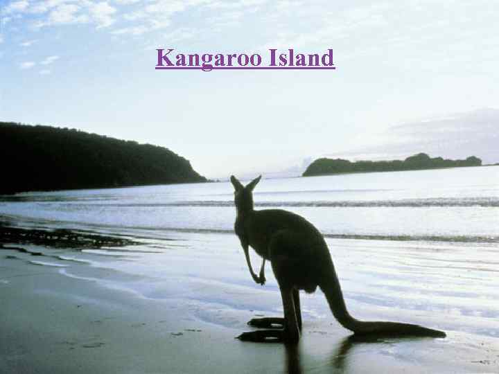  Kangaroo Island 