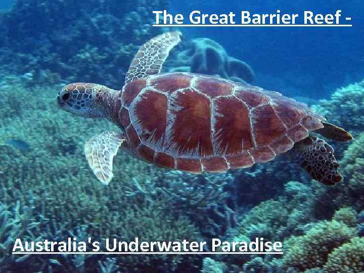 The Great Barrier Reef - Australia's Underwater Paradise 