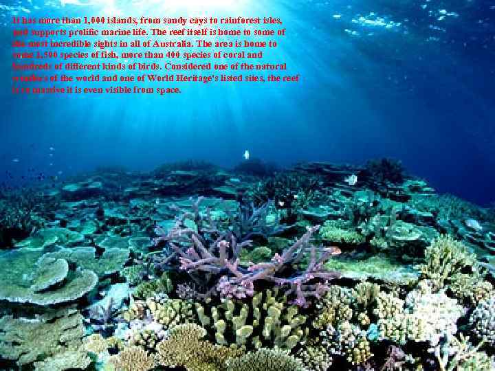 It has more than 1, 000 islands, from sandy cays to rainforest isles, and