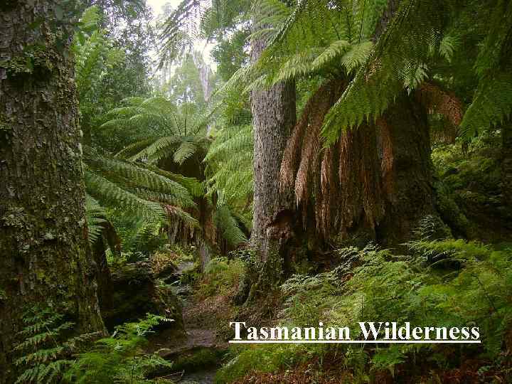 Tasmanian Wilderness 