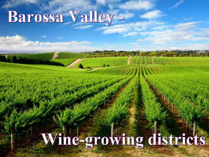 Barossa Valley - Wine-growing districts 