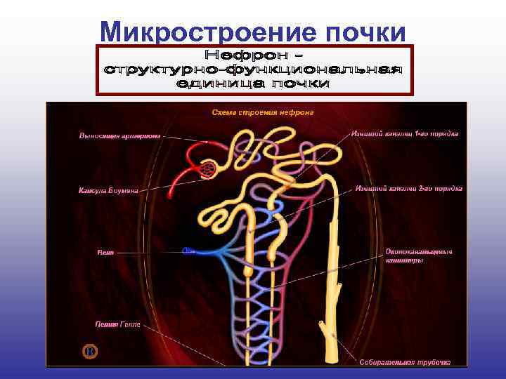 Микростроение почки 