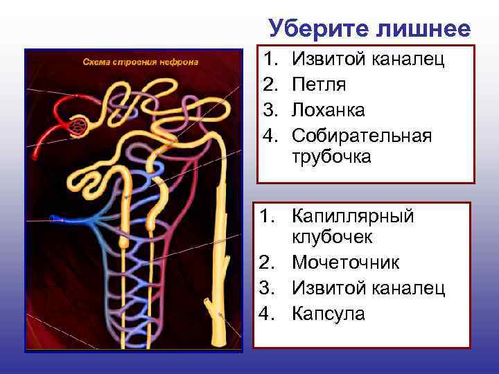 Уберите лишнее 1. 2. 3. 4. Извитой каналец Петля Лоханка Собирательная трубочка 1. Капиллярный