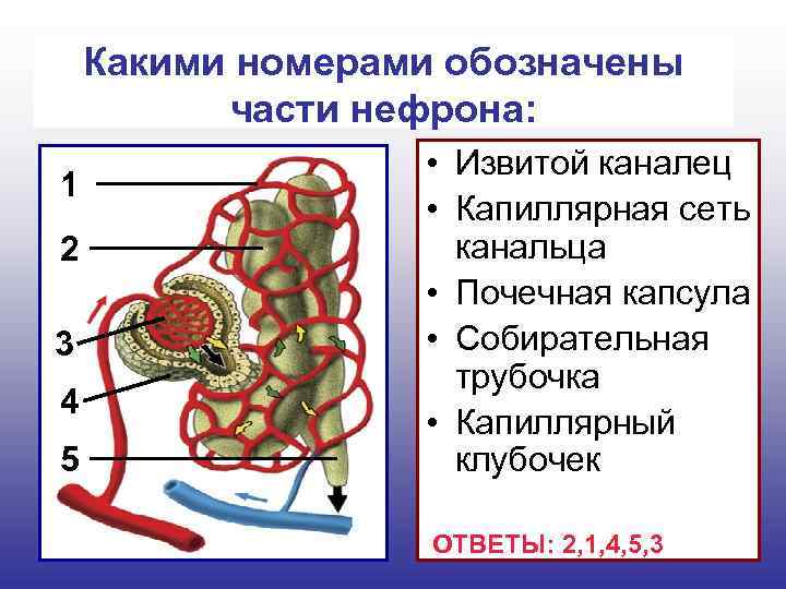 Какими номерами обозначены части нефрона: 1 2 3 4 5 • Извитой каналец •