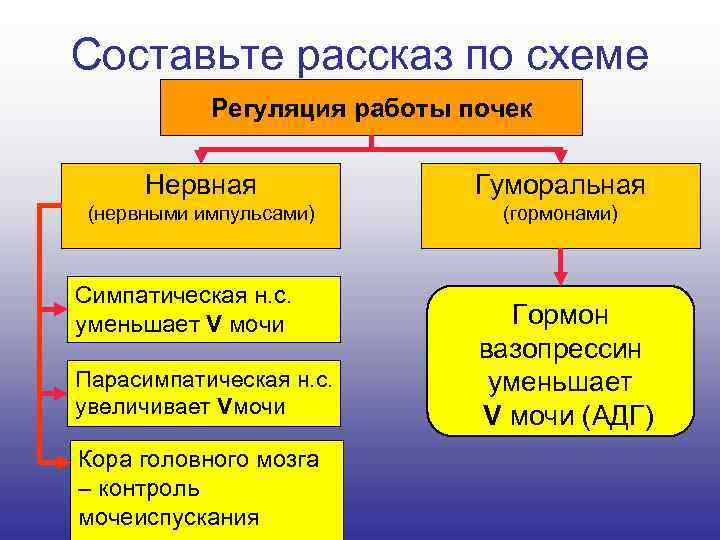 Составьте рассказ по схеме Регуляция работы почек Нервная Гуморальная (нервными импульсами) (гормонами) Симпатическая н.