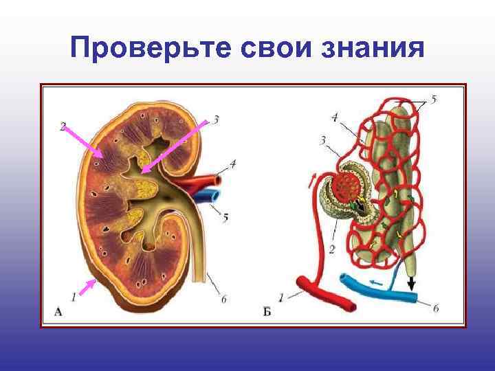 Проверьте свои знания 