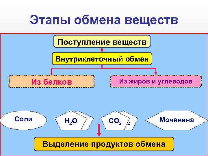 Этапы обмена веществ Поступление веществ Внутриклеточный обмен Из белков Соли Н 2 Н 2