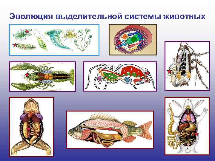 Эволюция выделительной системы животных 