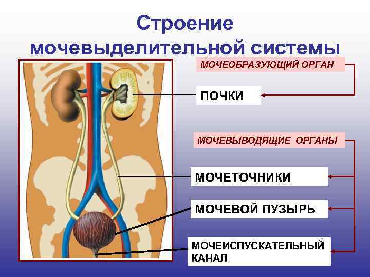 Строение мочевыделительной системы МОЧЕОБРАЗУЮЩИЙ ОРГАН ПОЧКИ МОЧЕВЫВОДЯЩИЕ ОРГАНЫ МОЧЕТОЧНИКИ МОЧЕВОЙ ПУЗЫРЬ МОЧЕИСПУСКАТЕЛЬНЫЙ КАНАЛ 