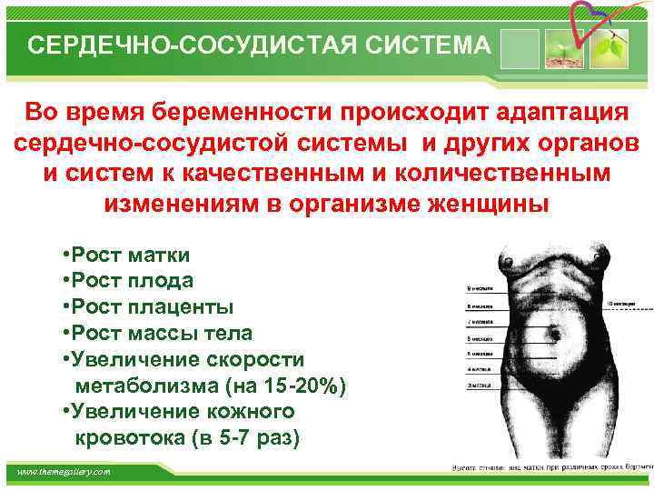 СЕРДЕЧНО-СОСУДИСТАЯ СИСТЕМА Во время беременности происходит адаптация сердечно-сосудистой системы и других органов и систем