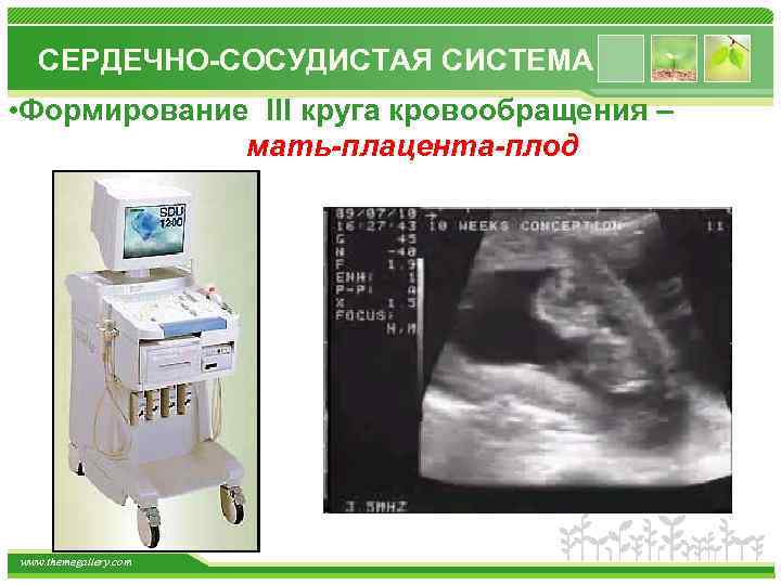 СЕРДЕЧНО-СОСУДИСТАЯ СИСТЕМА • Формирование III круга кровообращения – мать-плацента-плод www. themegallery. com 