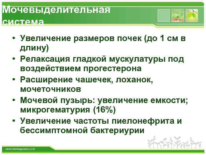 Мочевыделительная система • Увеличение размеров почек (до 1 см в длину) • Релаксация гладкой