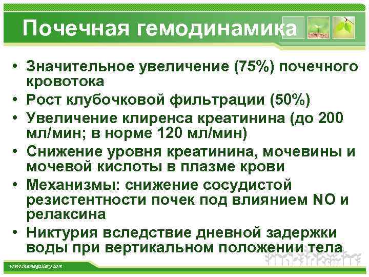 Почечная гемодинамика • Значительное увеличение (75%) почечного кровотока • Рост клубочковой фильтрации (50%) •