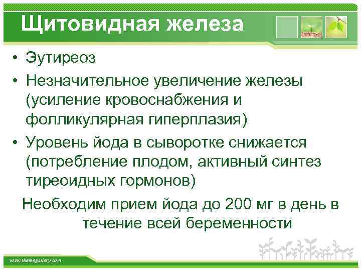 Щитовидная железа • Эутиреоз • Незначительное увеличение железы (усиление кровоснабжения и фолликулярная гиперплазия) •