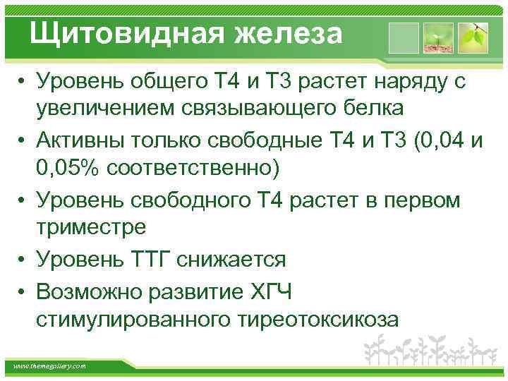 Щитовидная железа • Уровень общего Т 4 и Т 3 растет наряду с увеличением