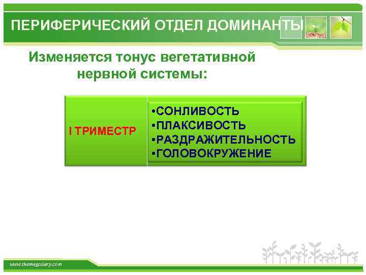 ПЕРИФЕРИЧЕСКИЙ ОТДЕЛ ДОМИНАНТЫ Изменяется тонус вегетативной нервной системы: I ТРИМЕСТР www. themegallery. com •