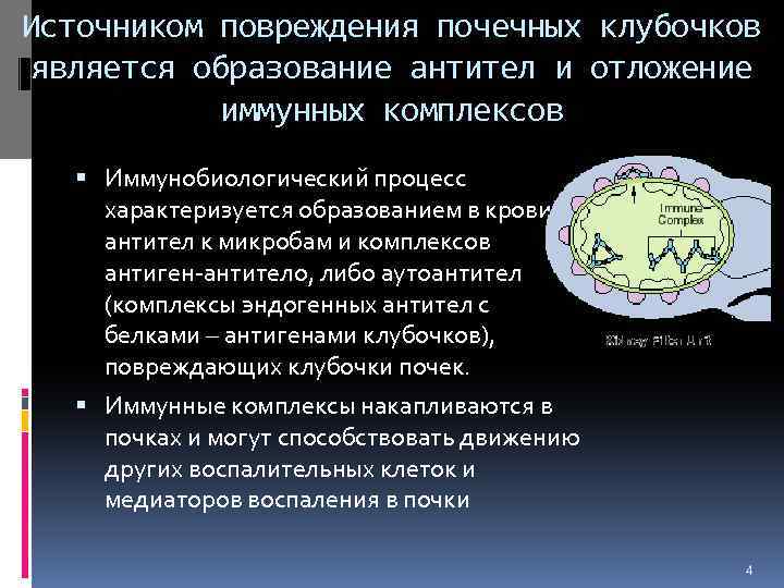 Источником повреждения почечных клубочков является образование антител и отложение иммунных комплексов Иммунобиологический процесс характеризуется