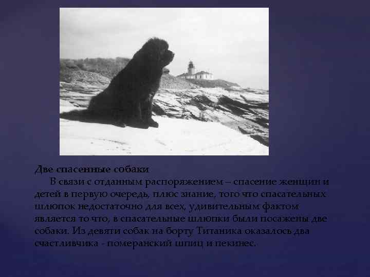 Две спасенные собаки В связи с отданным распоряжением – спасение женщин и детей в