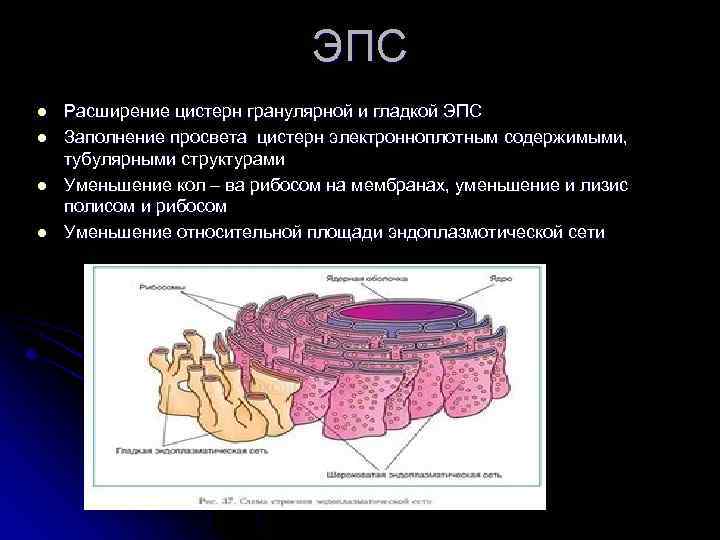 ЭПС l l Расширение цистерн гранулярной и гладкой ЭПС Заполнение просвета цистерн электронноплотным содержимыми,