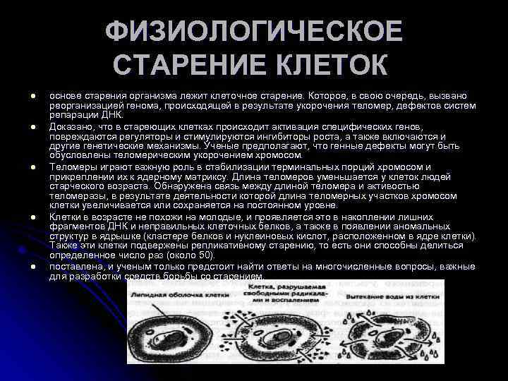ФИЗИОЛОГИЧЕСКОЕ СТАРЕНИЕ КЛЕТОК l l l основе старения организма лежит клеточное старение. Которое, в