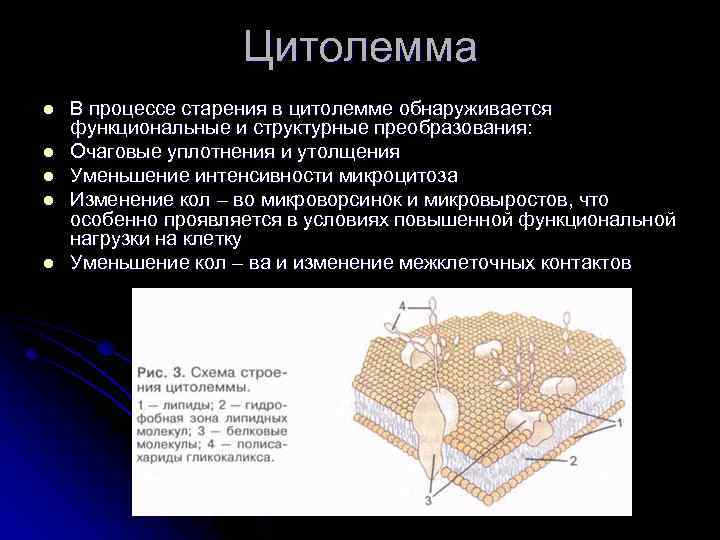Цитолемма l l l В процессе старения в цитолемме обнаруживается функциональные и структурные преобразования: