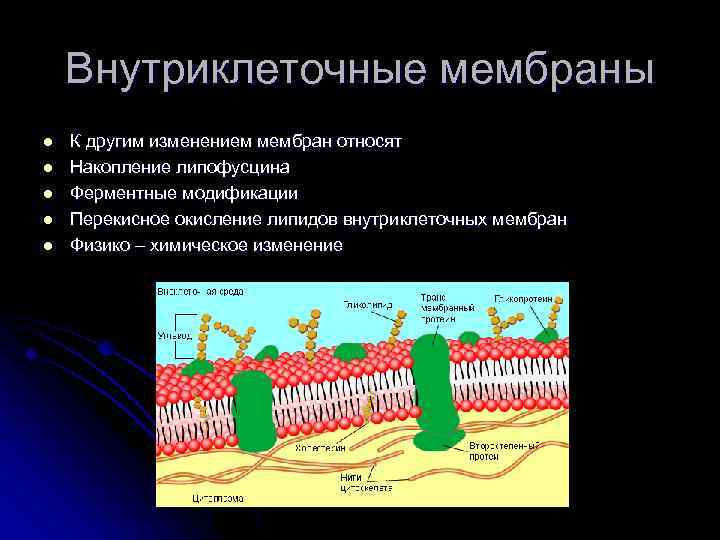 Внутриклеточные мембраны l l l К другим изменением мембран относят Накопление липофусцина Ферментные модификации