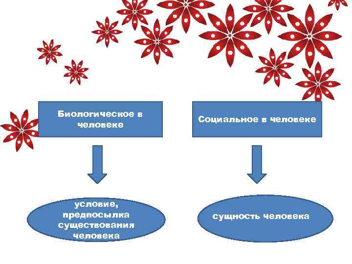 Биологическое в человеке условие, предпосылка существования человека Социальное в человеке сущность человека 