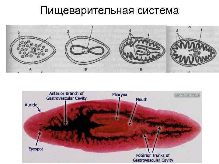 Пищеварительная система 