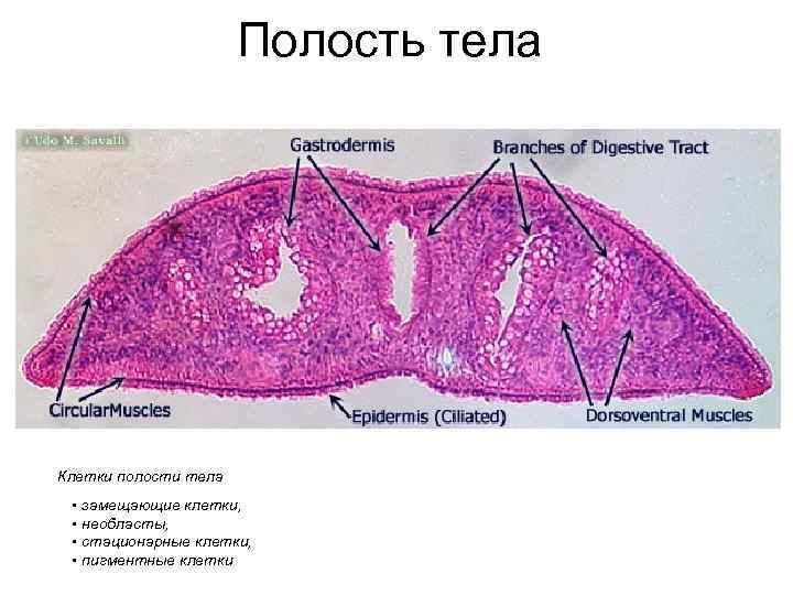 Полость тела Клетки полости тела • замещающие клетки, • необласты, • стационарные клетки, •