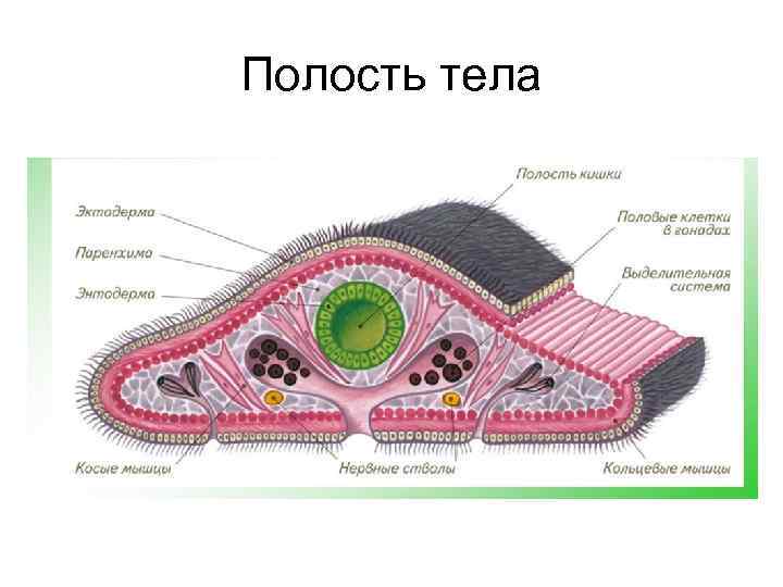 Полость тела 