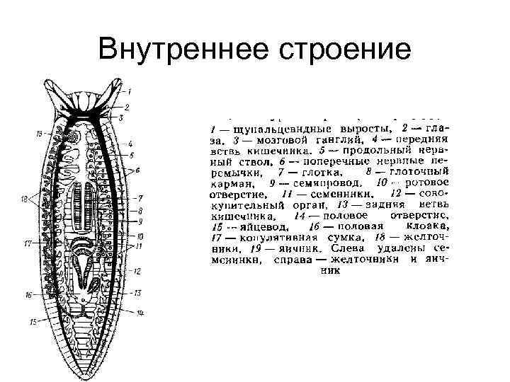 Внутреннее строение 